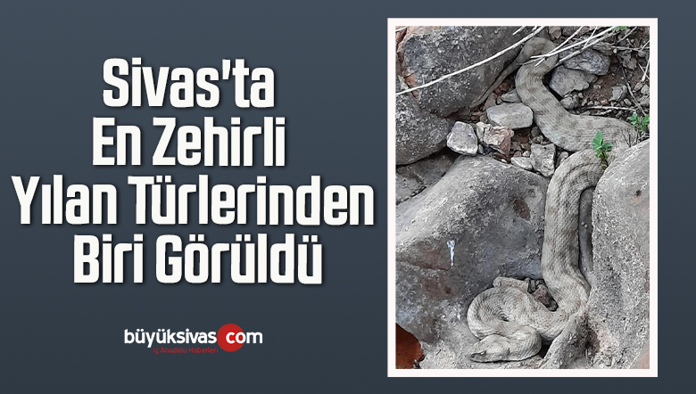 Sivas’ta En Zehirli Yılan Türlerinden Biri Görüldü