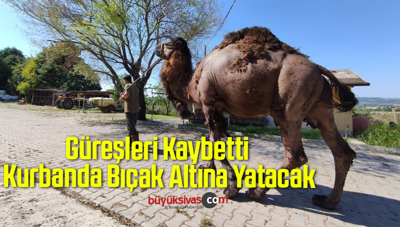Güreşleri Kaybetti, Kurbanda Bıçak Altına Yatacak