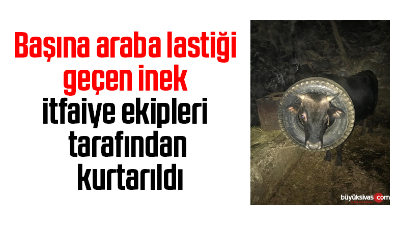 Başına araba lastiği geçen inek itfaiye ekipleri tarafından kurtarıldı