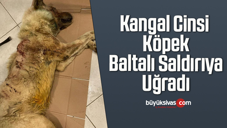Kangal Cinsi Köpek Baltalı Saldırıya Uğradı