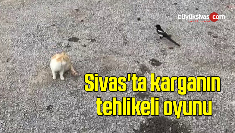 Sivas’ta karganın tehlikeli oyunu