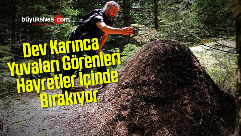 Dev Karınca Yuvaları Görenleri Hayretler İçinde Bırakıyor