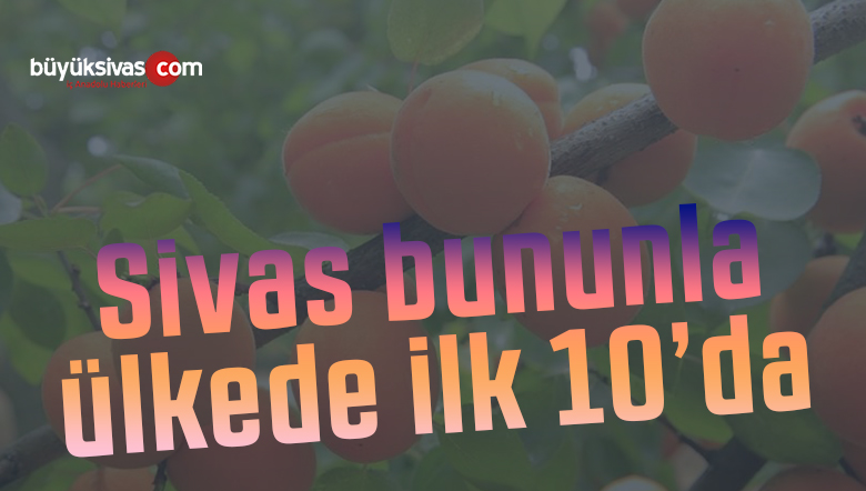 Sivas’ta 2020 yılında 7 bin 672 ton kayısı üretildi! Maşallah