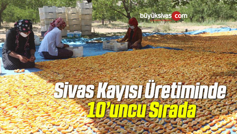 kayısı
