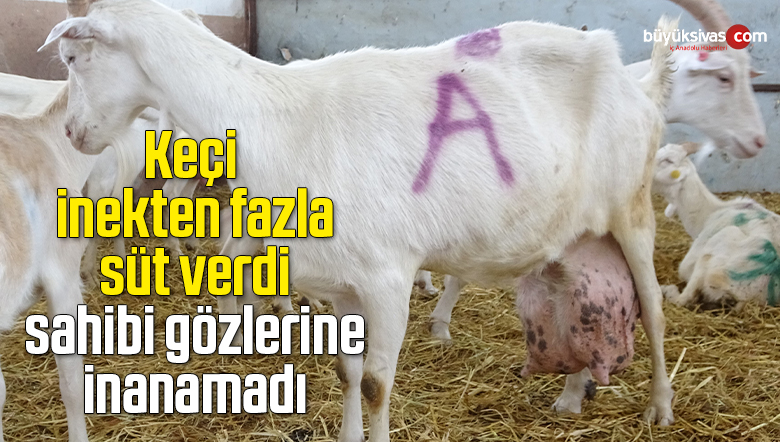 Bir günde ağırlığının yarısı kadar süt vererek rekor kırdı