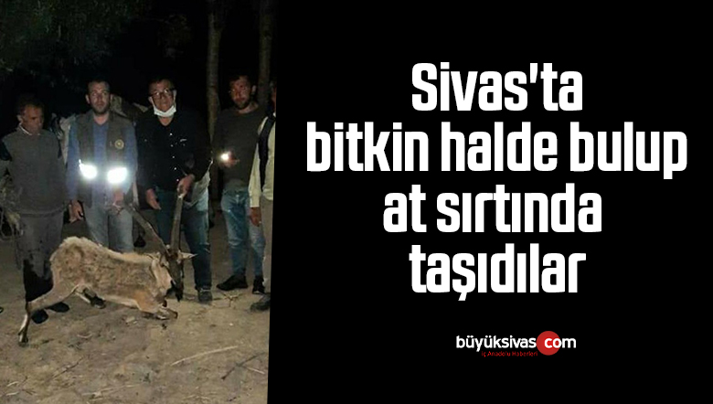Sivas’ta bitkin halde bulup at sırtında taşıdılar