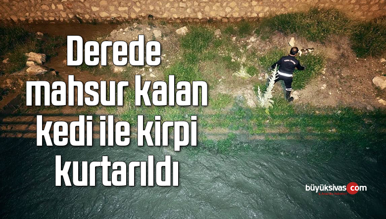 Derede mahsur kalan kedi ile kirpi kurtarıldı