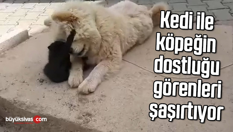 Kedi ile köpeğin dostluğu görenleri şaşırtıyor