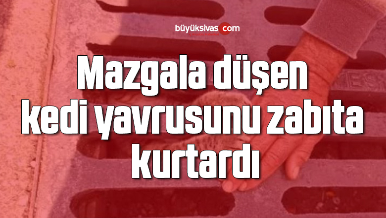 Mazgala düşen kedi yavrusunu zabıta kurtardı