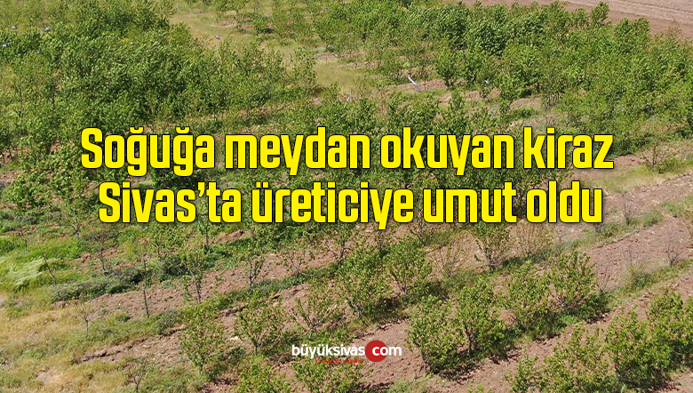Soğuğa meydan okuyan kiraz, Sivas’ta üreticiye umut oldu