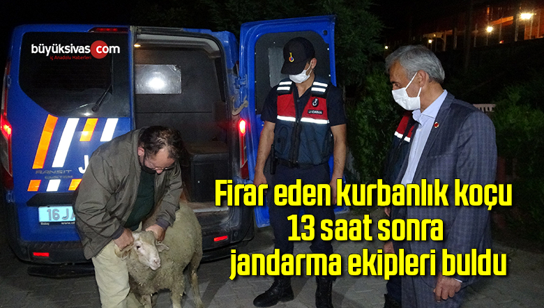 Firar eden kurbanlık koçu 13 saat sonra jandarma ekipleri buldu