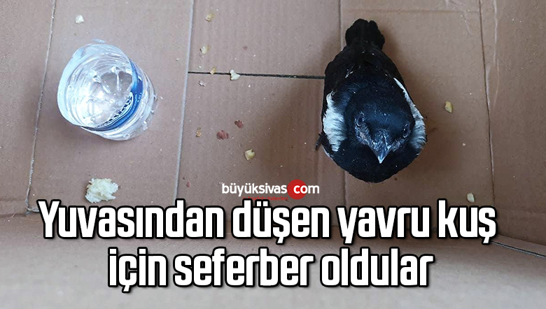 Yuvasından düşen yavru kuş için seferber oldular