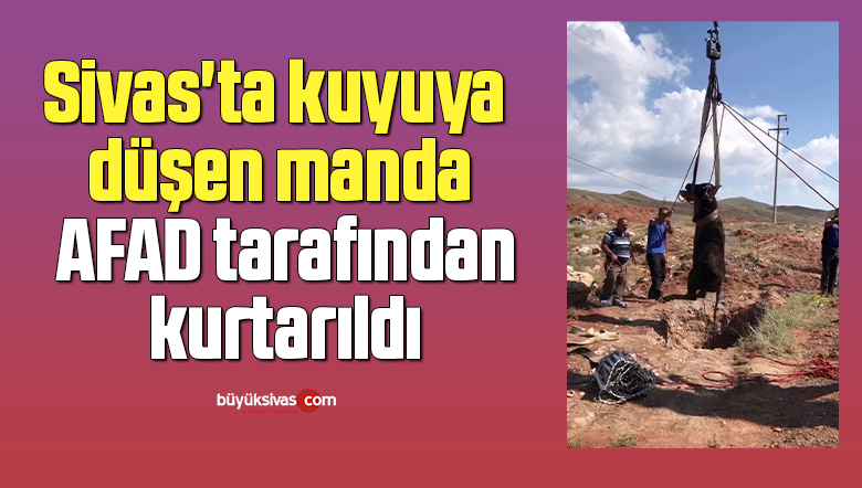 Sivas’ta kuyuya düşen manda AFAD tarafından kurtarıldı