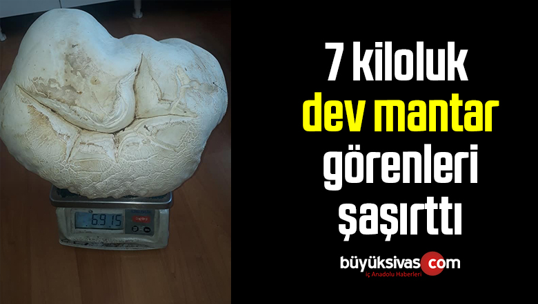 7 kiloluk dev mantar görenleri şaşırttı