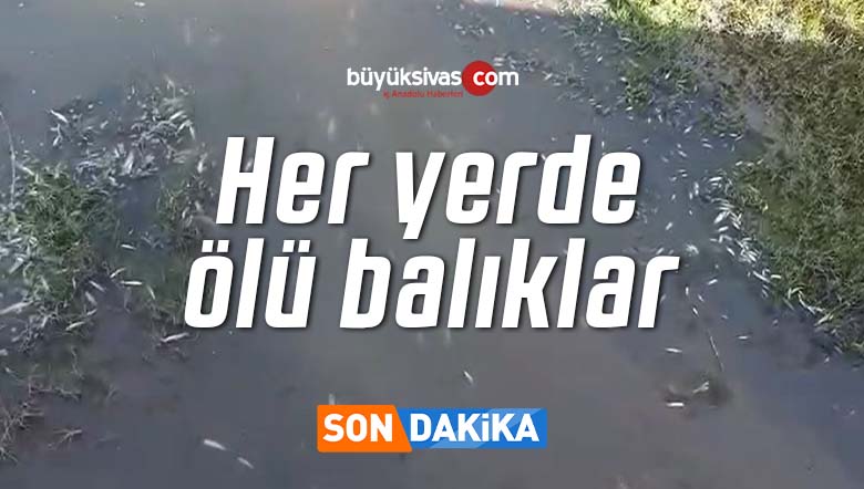 Karşıyaka köprüsü ve çevresi ölü balıklarla dolu! Balıklara sahip çıkalım
