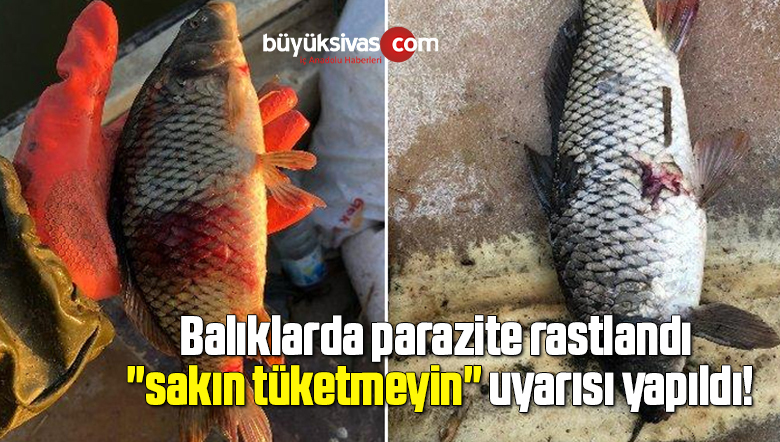 Balıklarda parazite rastlandı, “sakın tüketmeyin” uyarısı yapıldı!