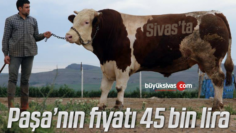 Fiyatıyla dudak uçuklatıyor, görenler gözlerine inanamıyor