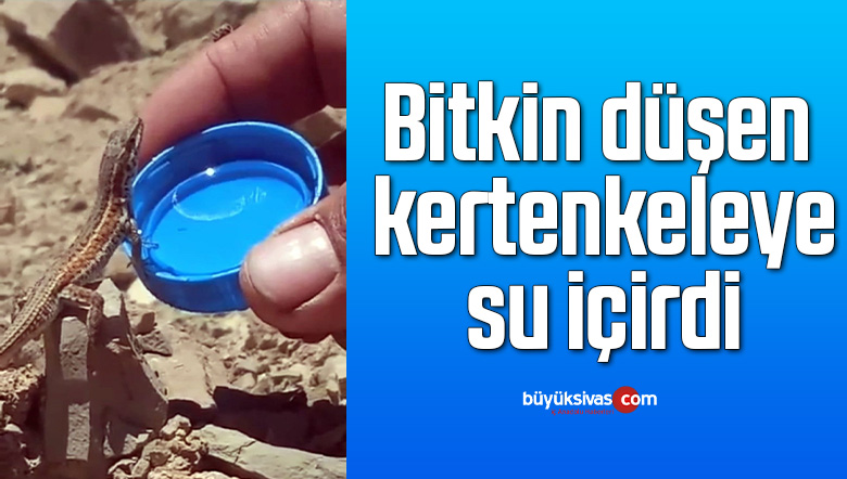 Bitkin düşen kertenkeleye su içirdi