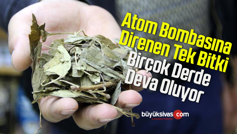 Atom Bombasına Direnen Tek Bitki, Birçok Derde Deva Oluyor