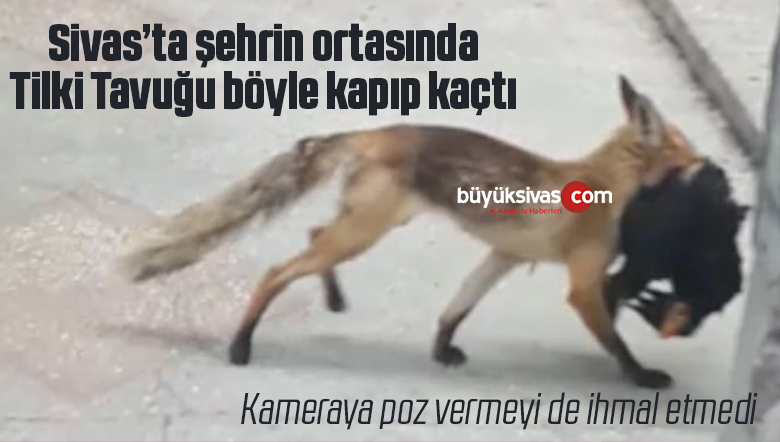 Sivas şehir merkezinde tilki tavuğu böyle kapıp kaçtı! Afiyet olsun