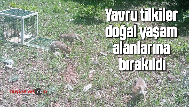 Yavru tilkiler doğal yaşam alanlarına bırakıldı