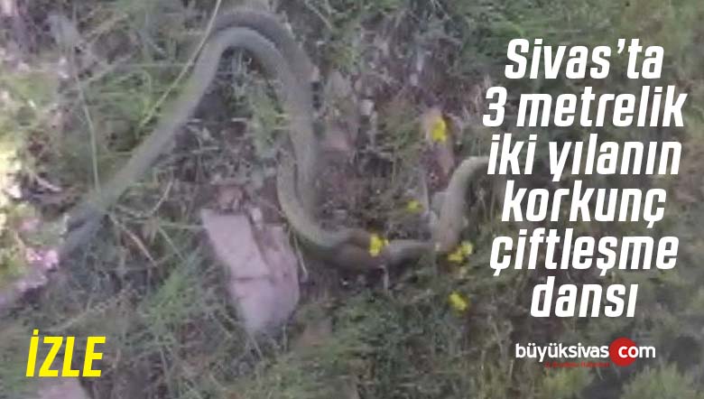 Sivas’ta 3 metre uzunluğundaki iki yılanın çiftleşme dansı görenleri ürküttü