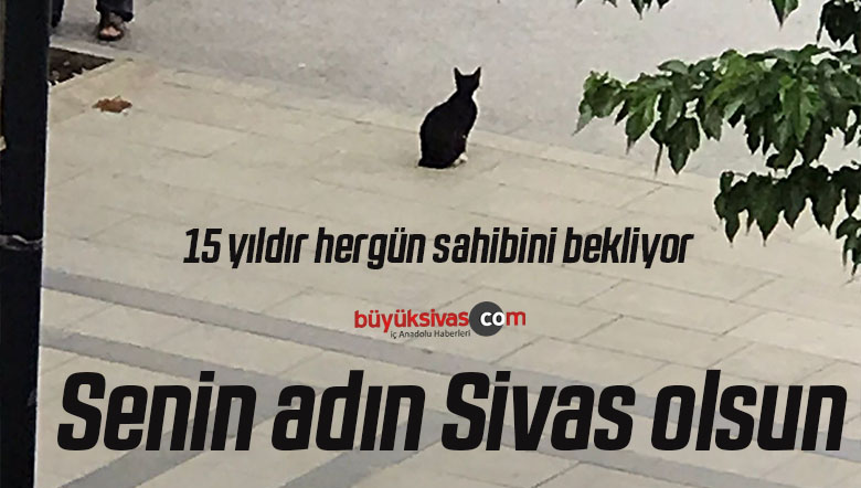 Sivas’ın İstasyon Caddesi’nde 15 Yıldır Sahibini Bekleyen Kedi