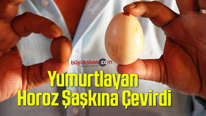 Yumurtlayan Horoz Şaşkına Çevirdi