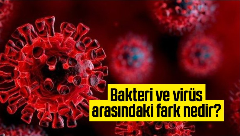 bakteri ve virüs