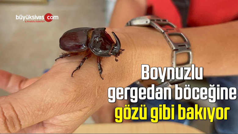 böcek