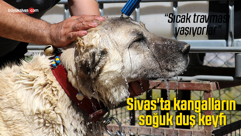 Sivas’ta kangalların soğuk duş keyfi