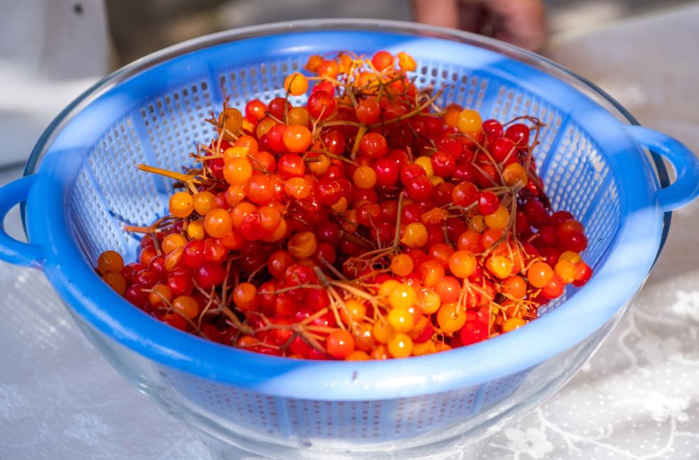 Gemerek’te Yetişen Coğrafi İşaretli Gilaburu Şifa Dağıtıyor