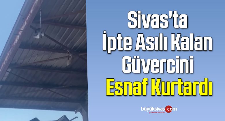 Sivas’ta İpte Asılı Kalan Güvercini Esnaf Kurtardı
