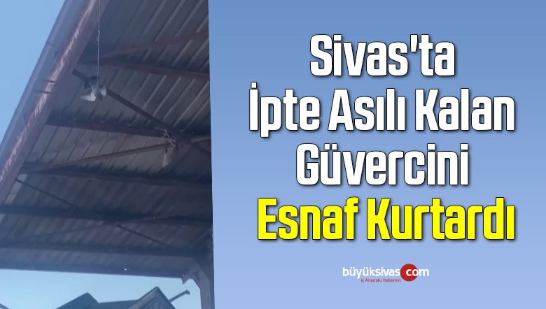 Sivas’ta İpte Asılı Kalan Güvercini Esnaf Kurtardı
