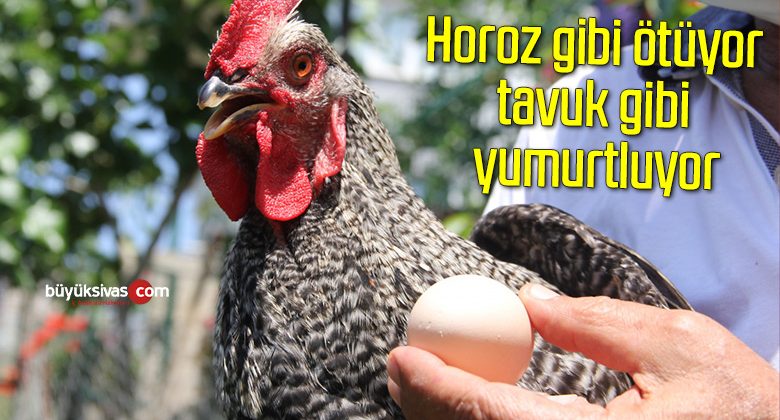 2 aydır yumurtlayan horoz sahibini şaşırttı