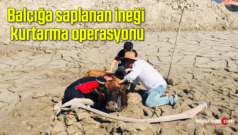 Balçığa saplanan ineği kurtarma operasyonu