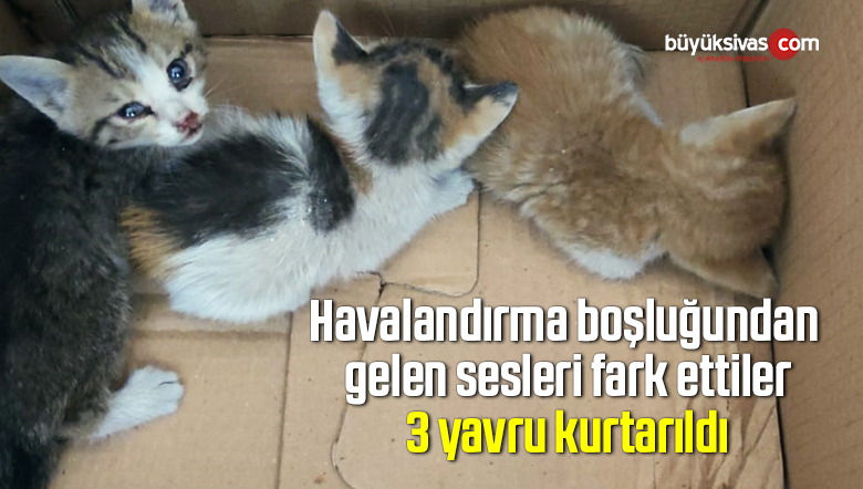 Havalandırma boşluğundan gelen sesleri fark ettiler, 3 yavru kurtarıldı