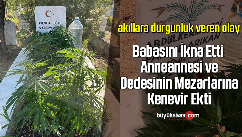 kenevir