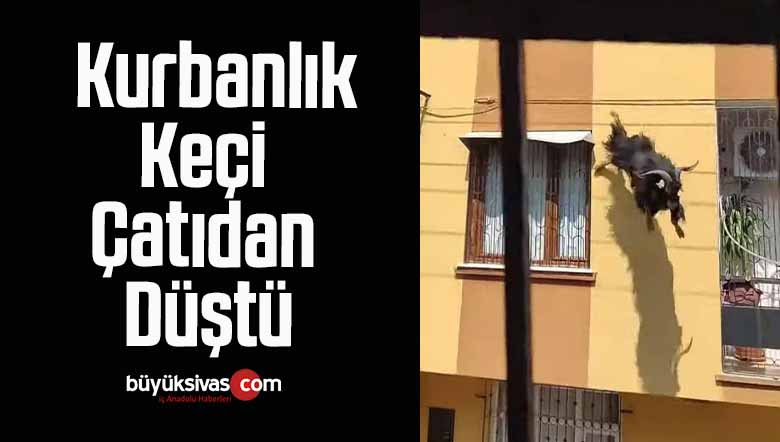 Kurbanlık Keçi Çatıdan Düştü