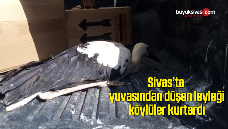 leylek