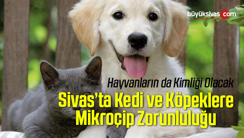 Kedi, Köpek ve Gelinciklere Mikroçip Uygulanacak