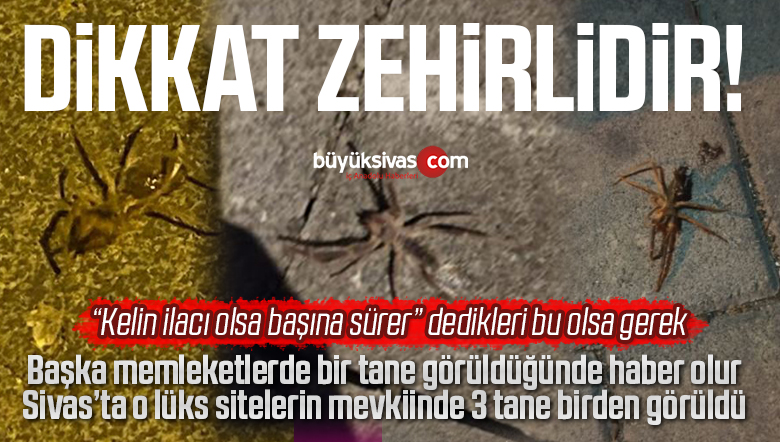 Sivas’ta lüks sitelerin olduğu o mevkiide 3 tane birden sarıkız örümceği