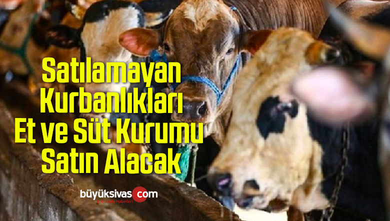 Satılamayan Kurbanlıkları Et ve Süt Kurumu Satın Alacak