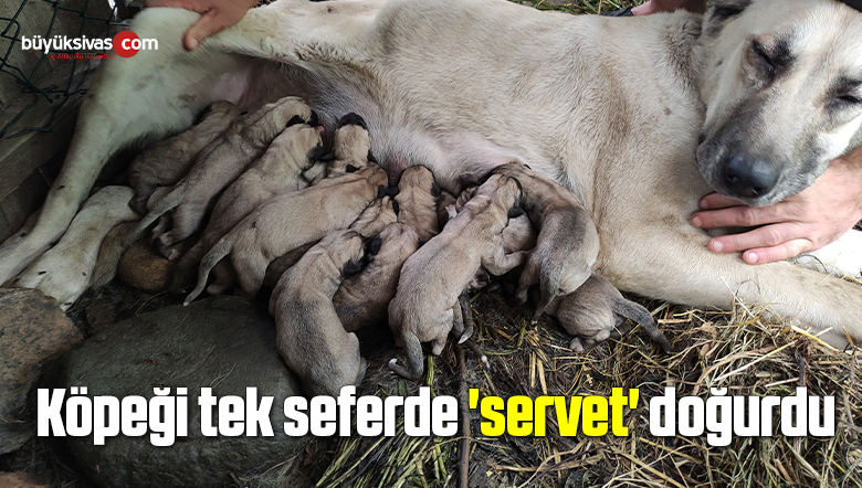 Köpeğin 15 yavru doğurduğunu gören gözlerine inanamadı