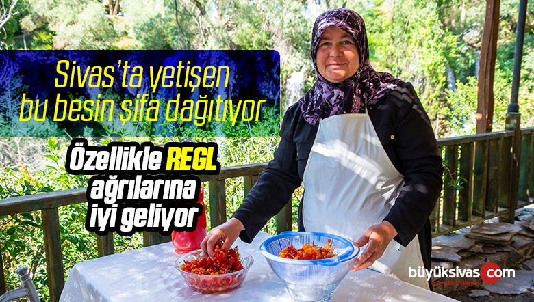 Gemerek’te Yetişen Coğrafi İşaretli Gilaburu Şifa Dağıtıyor