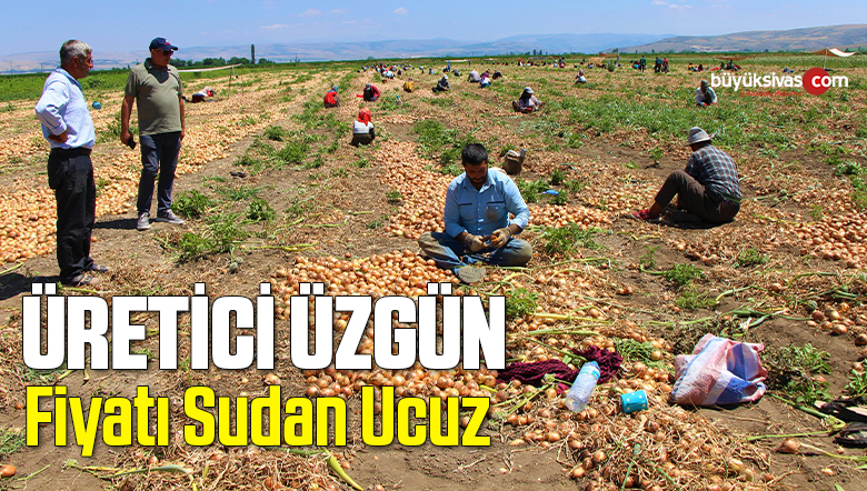 Tarlada soğanın fiyatı sudan ucuz