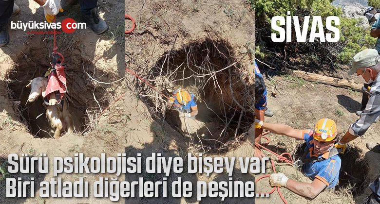 Sivas’ta kuyuya düşen keçiler AFAD tarafından kurtarıldı