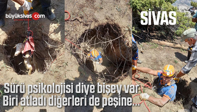 Sivas’ta kuyuya düşen keçiler AFAD tarafından kurtarıldı