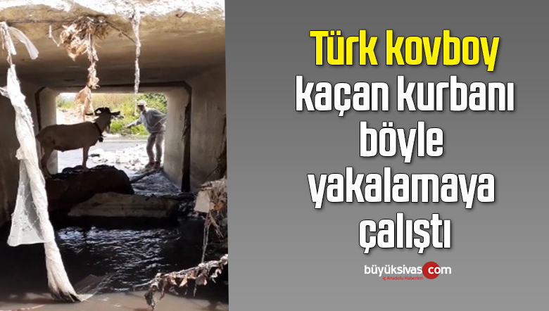 Kaçan kurbanlık keçisini kementle yakalamaya çalıştı