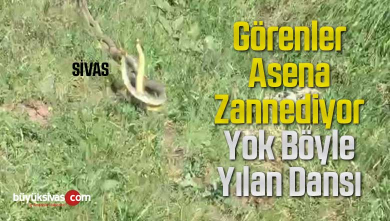 yıla